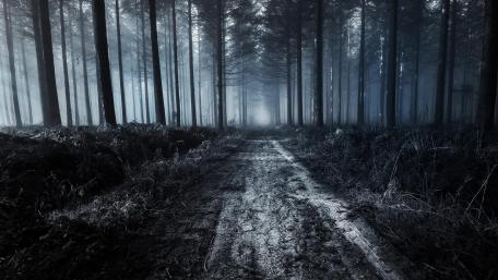 Twilight Path Through Enchanted Forest wallpaper