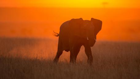 Elephant wallpaper
