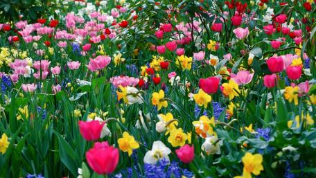 Spring flowers in the garden wallpaper