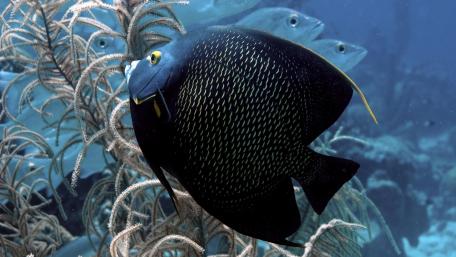 Majestic Underwater Fish in a Vibrant Blue Sea wallpaper