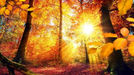 Gold fall forest wallpaper