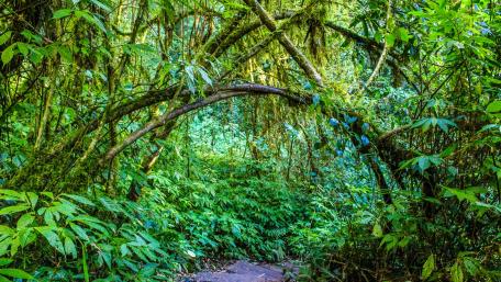 Enchanted Forest Pathway wallpaper