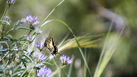 Butterfly wallpaper