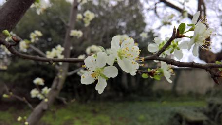 Serene Cherry Blossom in Bloom wallpaper