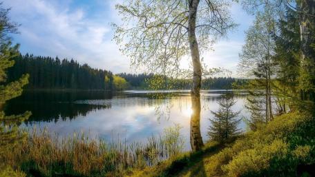 Serene Spring Dawn in Nature's Embrace wallpaper