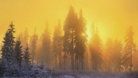 Yellow sunbeams through the winter forest wallpaper