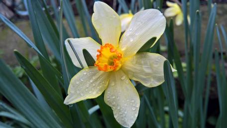 Golden Narcissus with Dew Drops in Spring Light wallpaper