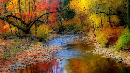 Fall forest creek wallpaper