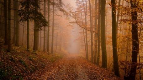 Autumn Misty Forest Pathway Wallpaper wallpaper