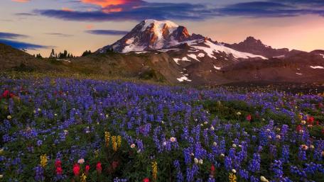 Lupin blossom in Mount Rainier National Park wallpaper