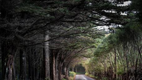 Tree tunnel wallpaper