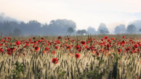 Poppies wallpaper