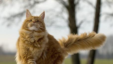 Majestic Ginger Cat in Nature wallpaper