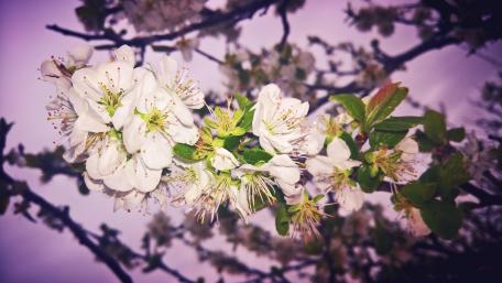 Blooming twig wallpaper
