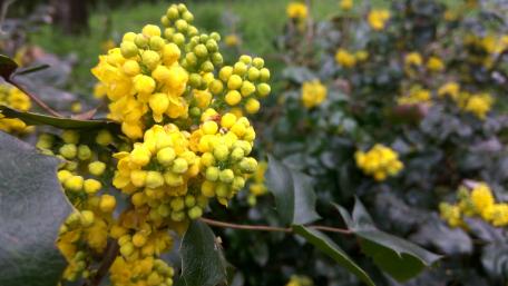 Yellow spring awakening wallpaper