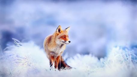 Winter's Embrace of the Red Fox wallpaper