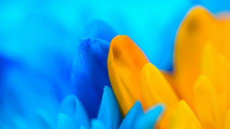 Vibrant Blue and Yellow Flower Close-Up wallpaper
