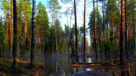 Spruce forest swamp wallpaper