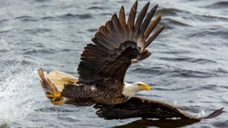 Fishing Bald Eagle wallpaper
