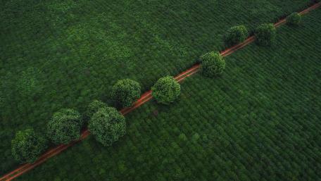 Pathway Through Verdant Grasslands wallpaper