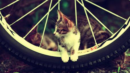 The cat is alone wallpaper