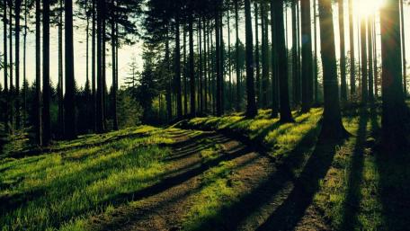 Serene Forest Pathway Through Sunlit Trees wallpaper
