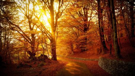 Golden Autumn Pathway Through Serenity wallpaper