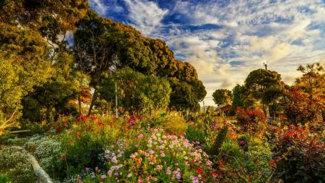 Amazing garden in Algarrobo, Chile wallpaper