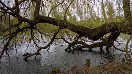 Majestic Willow Branch in Tranquil Wetland Scene wallpaper