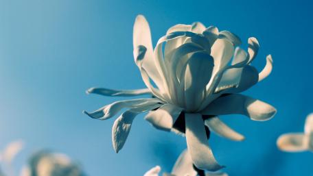 White magnolia wallpaper