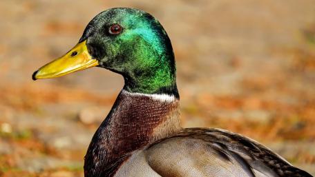 Mallard Duck wallpaper