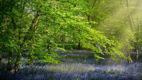 Breathtaking Woodland Flower Carpet in Spring Light wallpaper