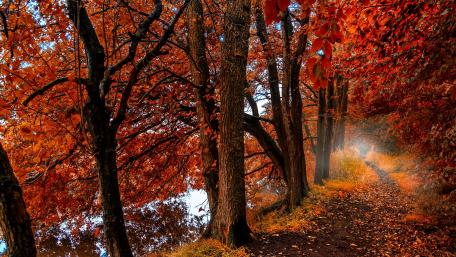 Autumn Serenity Along the Lakeside Pathway wallpaper