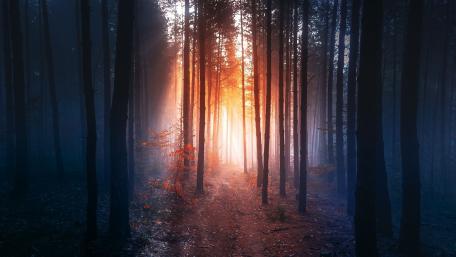 Twilight Glow in the Dark Forest wallpaper