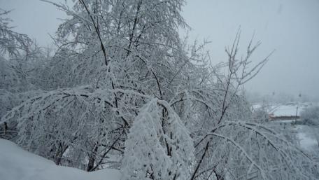 Winter Wonderland in Snowy Bliss wallpaper