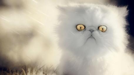 Majestic White Persian Kitten in a Dreamy Setting wallpaper