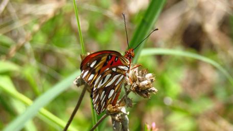 Butterfly wallpaper
