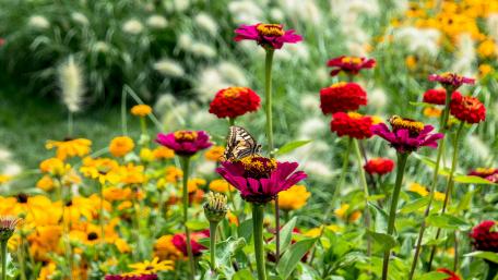 Butterfly on a flower wallpaper