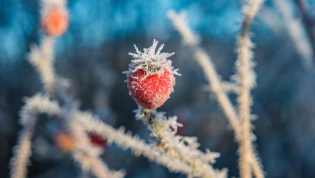 Freezing wallpaper
