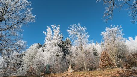 Hoarfrost wallpaper