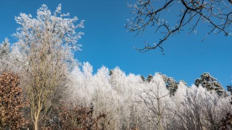 Frosty nature wallpaper