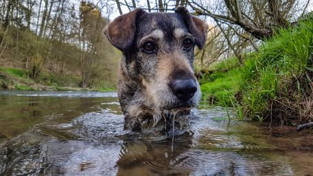 Dog wallpaper