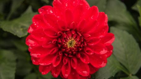 Red flower wallpaper