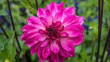 Pink flower wallpaper