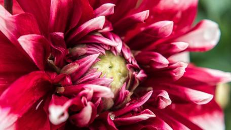 Vibrant Close-Up of a Dahlia Blooming Flower wallpaper