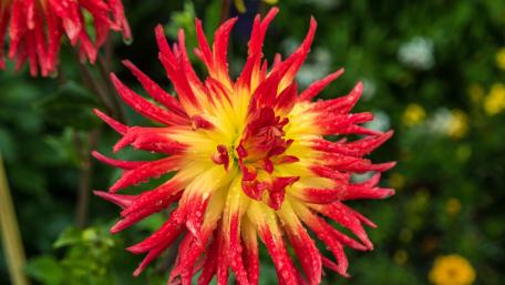 Vibrant Red Dahlia in Full Bloom wallpaper
