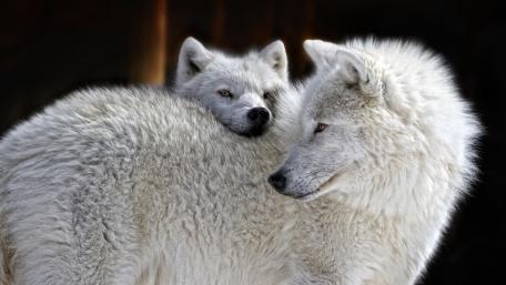 White wolves wallpaper