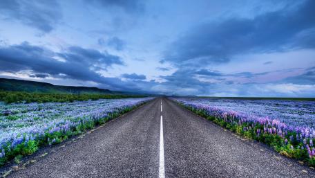 Lupin field along the road wallpaper