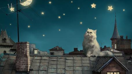Midnight Cat's Dreamy Adventure wallpaper