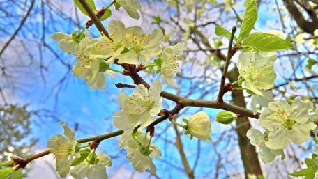 Delicate Blossoms Under Clear Skies wallpaper